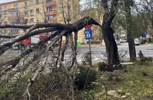 A szélvihar vad táncot járt, fák gyökerét tépte ki, házak tetejét csavarta le, mintha csak papírmacik lennének.