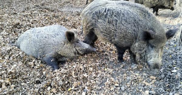 November a Körösvölgyi Állatparkban varázslatos élményeket tartogat. Ahogy a falevelek színpompásaváltoznak, a park atmoszférája is megváltozik. A hűvös idő beköszöntével az állatok viselkedése is izgalmasabbá válik: a medvék készülődnek a téli álomra, mí