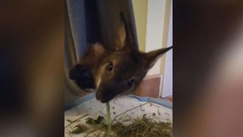 Kenguru kölyök lakik egy miskolci otthonban - Fedezze fel, mit művel a babahordozóban! (videó)