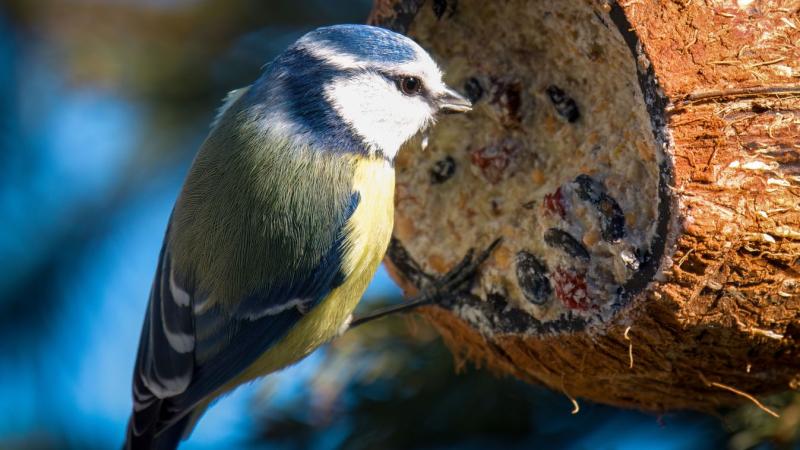 Amikor a madarak étkezéséről van szó, sokan hajlamosak elhamarkodottan dönteni. Azonban a helyes madáretetés kulcsfontosságú ahhoz, hogy ezek a színes tollas barátaink egészségesek és boldogok legyenek. Egy szakértő most megoszt pár hasznos tanácsot, hogy