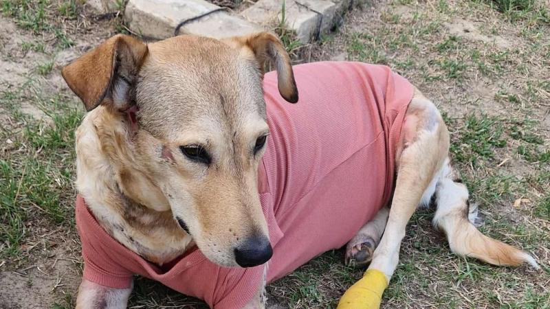 A menedékház, amely az állatvédelmi egyesület szívében foglal helyet, a megpróbáltatásokkal teli Rozi kutya nevét viseli, tisztelegve ezzel az ő bátor története előtt.