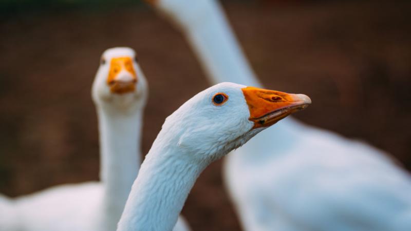 Újra felütötte fejét a vírus Bács-Kiskun megyében, ami miatt az egészségügyi hatóságok azonnali járványügyi nyomozást indítottak. Az Agro Napló legfrissebb hírei szerint a szakemberek alaposan vizsgálják a helyzetet, hogy megakadályozzák a kór terjedését 