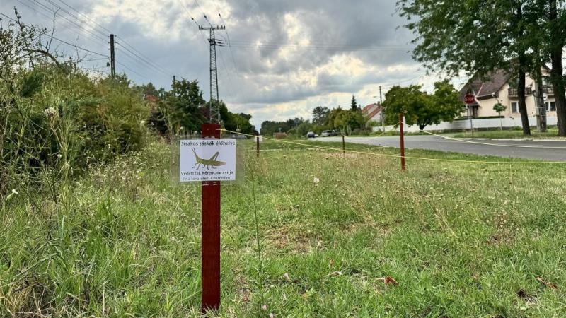 A hajdúsági méhlegelő különleges menedéket nyújt a sisakos sáskák számára, ahol ezek a lenyűgöző kis lények tenyérnyi területen találják meg otthonukat. Ez a sokszínű vidék tele van élettel és vibráló színekkel, ahol a természet csodái mindenütt jelen van
