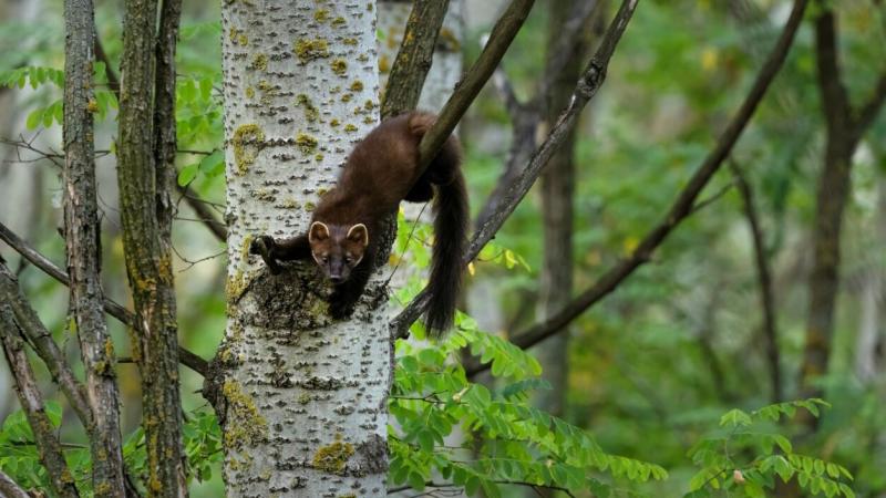 A nyest és a nyuszt megkülönböztetése nem mindig egyszerű feladat, de néhány jellegzetes tulajdonság segíthet a két állatfaj azonosításában. 
Először is, nézzük meg a méretüket: a nyuszt általában nagyobb, robusztusabb testfelépítéssel rendelkezik, míg a