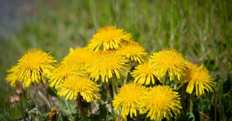 Gyógynövények a mindennapokban - a test és lélek természetes szövetségesei

A gyógynövények csodálatos világa nem csupán a hagyományos gyógyászat területén játszik fontos szerepet, hanem a mindennapi életünkben is. Ezek a természet ajándékai segíthetnek a