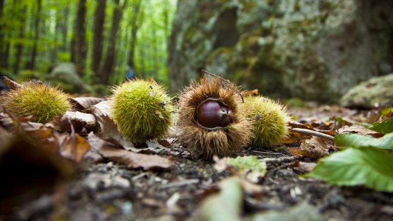 Készülj a gesztenyék ünnepére! Az elkövetkező hétvégén három fantasztikus program vár rád az ország különböző pontjain, amelyeket nem érdemes kihagyni. Fedezd fel a gesztenye varázslatos világát és élvezd a különleges eseményeket, amelyek garantáltan fele