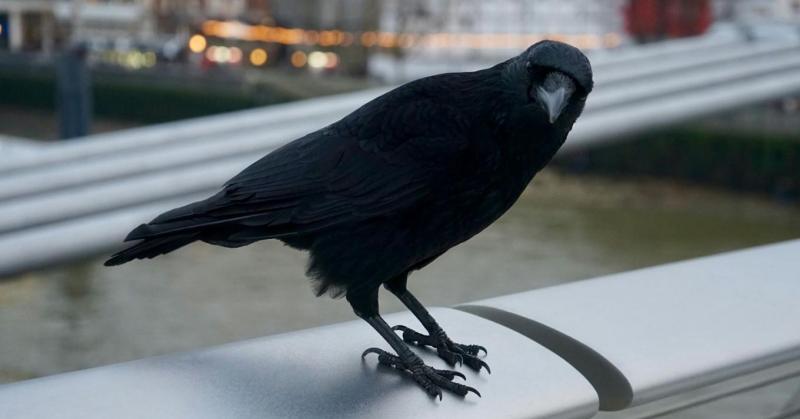 Ha a varjak zaklatnak, próbálj meg egyedi megoldásokat találni! Íme néhány ötlet:

1. **Zajterelés**: Használj zenelejátszót vagy egy hangos zajt keltő eszközt, hogy eltereld a figyelmüket.
   
2. **Fényjáték**: Próbálj meg tükröket vagy fényvisszaverő tá