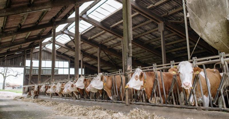 Istálló higiénia a téli hónapokban: Ammóniaszint, szellőzés és almozás

A téli időszak különös kihívások elé állítja az állattartókat, hiszen az istállók megfelelő higiéniai állapotának fenntartása elengedhetetlen a kedvencek egészsége szempontjából. Az a