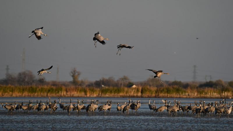120 ezer daru pihen a szegedi Fehér-tónál | National Geographic

A szegedi Fehér-tó varázslatos látványa ezúttal nemcsak a helyi természetbarátokat vonzza, hanem a madármegfigyelők és fotósok körében is nagy népszerűségnek örvend. Itt, a Dél-Alföld szívéb